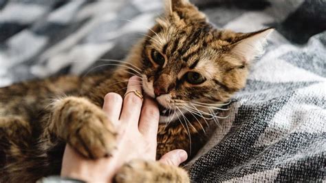 My cat viciously attacked me unprovoked. How to Keep Your Cat From Attacking You Unprovoked First and foremost, aggression from your cat almost always means they’ve had enough. As long … 