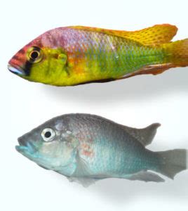 My cichlid’s color is changing. Why? - The Cichlid Stage