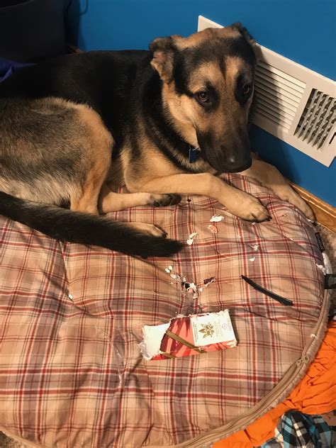 My dog ate approximately 100mg of THC edibles. He is 4 years. 9.9.2021. AngelaC219. Veterinarian. 1,358 Satisfied Customers. How it works. Ask for help, 24/7. Ask for help, 24/7. Members enjoy round-the-clock access to 12,000+ verified Experts, including doctors, lawyers, tech support, mechanics, vets, home repair pros, more.