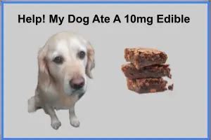 55 lb dog ate a 10 mg THC edible dog's ingestion incident, 3. 3.9.2024. Dr AlexD. Pet Specialist. 1,305 Satisfied Customers.