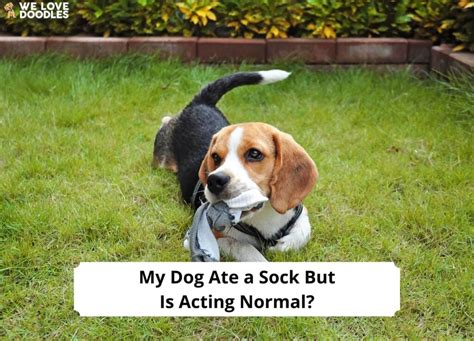 My dog ate a sock but is acting normal. If your dog ate a sock, but is acting normal, you may not need to do anything. As explained above, it is possible the dog will vomit it up or it can pass through … 