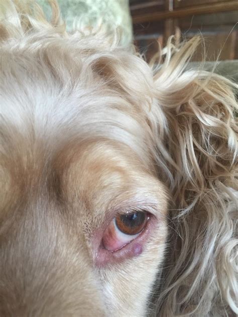 My dog has a large bump directly under her right eye and it it