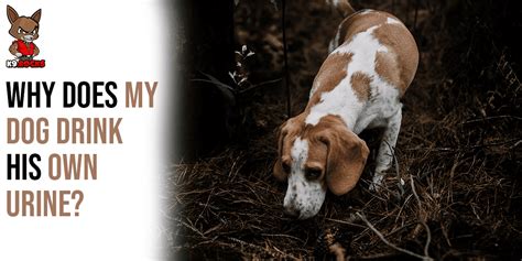 My dog is drinking her pee