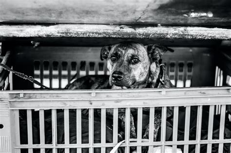 My dog keeps crying in crate