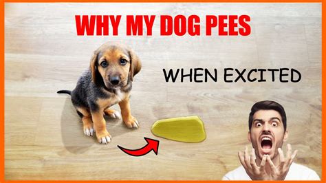 My dog pees when she is excited