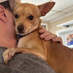 My name is Miss Toto! - adoptapet.com