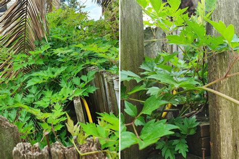 My neighbour’s tree is destroying my garden - The Sun