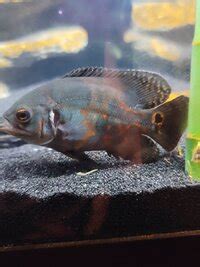 My oscar fish acting weird - FishLore Aquarium Fish Forum