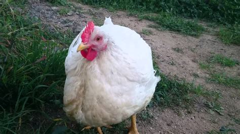 My pet chicken - YouTube