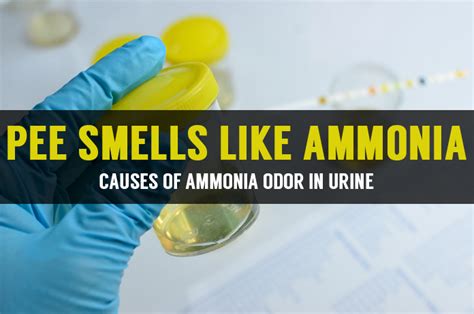 The ammonia smell is most likely associated with his breath although it can come from the urine. It can be transferred from either the mouth or the urine to the coat with normal grooming. The smell comes from nitrogenous compounds (Urea, etc) that accumulate in the blood from the breakdown of protein.. 