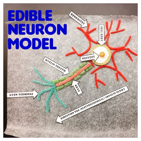 My students and I created these edible models to better visualize and