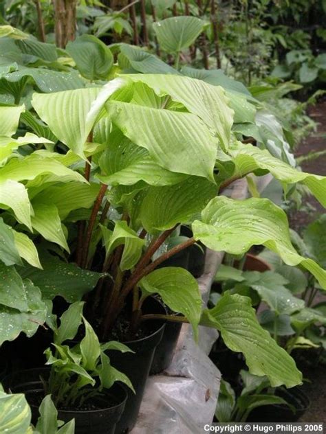 MyHostas Database: Info about Hosta Cherry Red