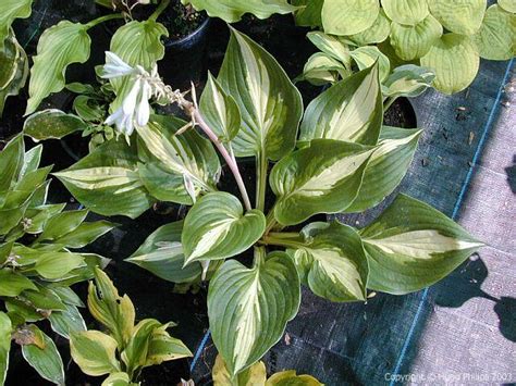 MyHostas Database: Info about Hosta Key West