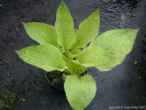 MyHostas Database: Info about Hosta Venus