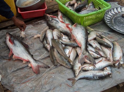 Myanmar Fish & Shrimp Products – Myanmar Food USA