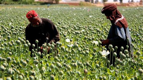 Myanmar supera a Afganistán y se convierte en el principal productor de opio del mundo, dice la ONU