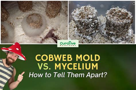 Mycelium or mold. 1. How to Spot Mold Contamination on Mushroom Mycelium. 1.1 Cobweb Mold (Hypomyces or Dactylium) 1.2 Green Mold on Mushrooms Substrate (Trichoderma) How to Get Rid of Green Mold on Mycelium. 1.3 Black Mold on Mushrooms (Stachybotrys) 1.4 Orange-Red Bread Mold on Mushroom (Neurospora) 1.5 Black Bread Mold, a.k.a Black Pin Mold (Rhizopus) 2. 