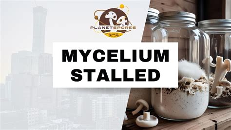 Mycelium_Motherr Leaks (SEX) 💦 133 Videos