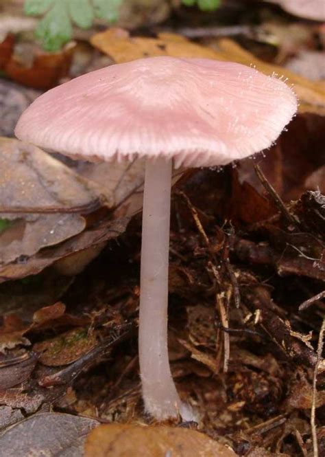 Mycena rosea - Wikipedia