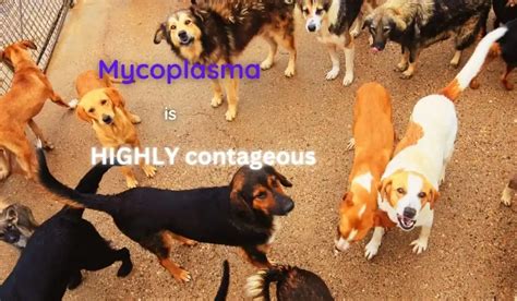 Mycoplasma in Dogs - VetInfo