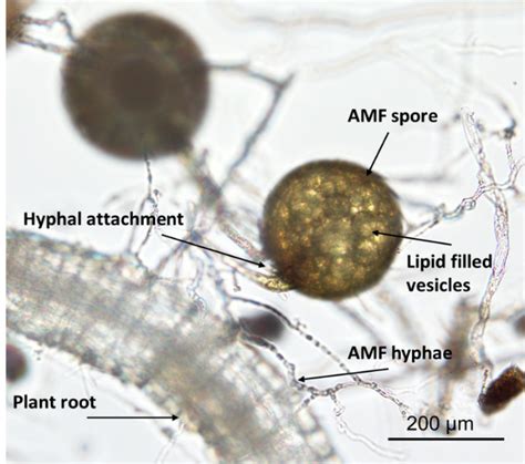 Mycorrhizae microscope. arbuscular mycorrhizal association, Modicella was transferred to the family Mortierellaceae by Trappe (1982) and Glaziella was transferred to the Ascomycota by Gibson et al. (1986). This ... 