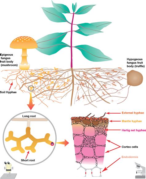 The mycorrhizal fungi are made up of a root-like structure and posses a network of mycelium external to the tree roots that extends into the soil. This mycelium absorbs nutrients and translocates them back to the host plant. As a result, there is an increase in the absorption surface area of the roots. . 