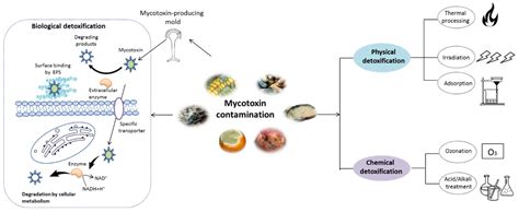 Mycotoxin Encyclopedia MDPI