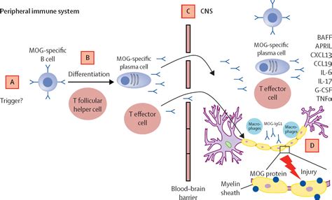 Myelin oligodendrocyte glycoprotein antibodyassociated disease an