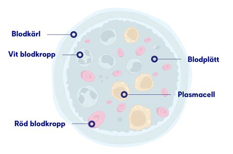 Myelom behandling