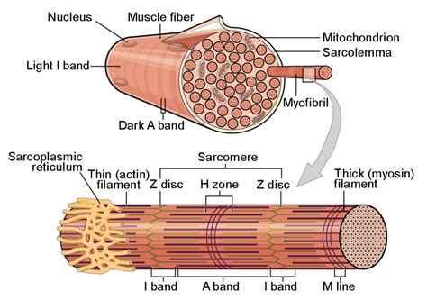 Myofibrils are constructed of overlapping strands of protein