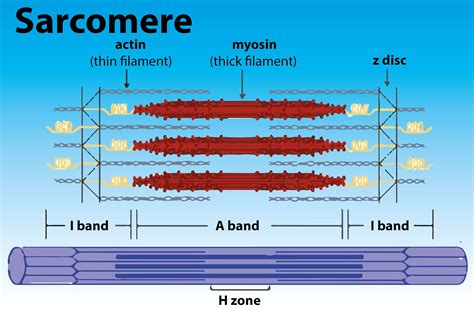 Myofilaments: Movers and Rulers of the Sarcomere - PubMed