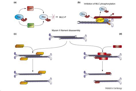 Myosin II and mechanotransduction: a balancing act