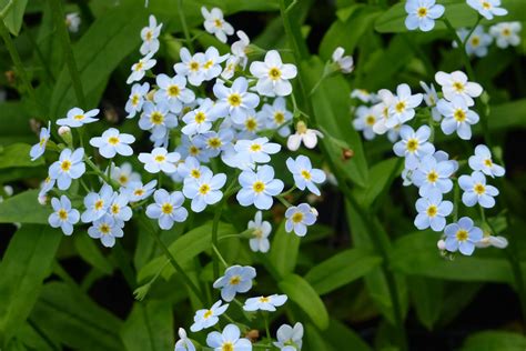 Myosotis palustris