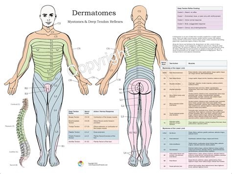 Myotomes And Dermatomes Chart