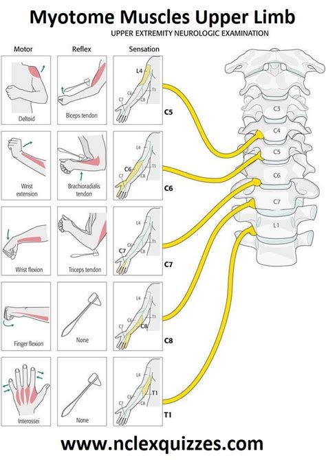 Myotomes Upper Limb Peripheral Neurological Examination - Physiotu…