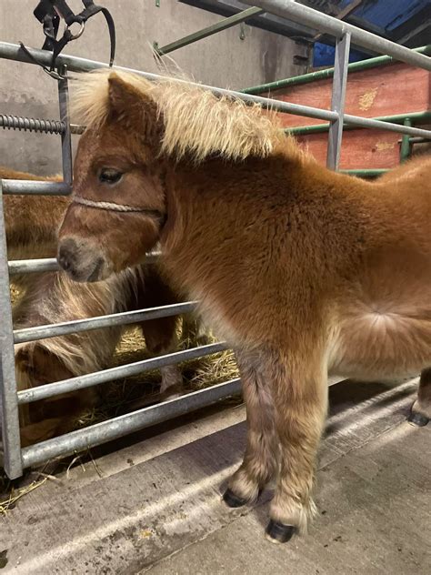 Myreton Shetland Pony Stud - hu-hu.facebook.com