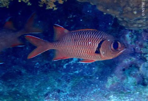 Myripristis botche - Blacktip soldierfish Snorkeling Report