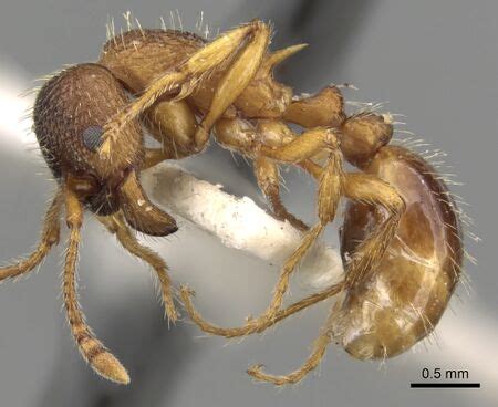 Myrmica curvithorax - AntCat