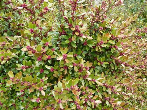 Myrsine nummularia - Trees and Shrubs Online