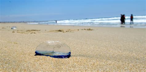 Mysterious, jelly-like creatures are invading some California beaches