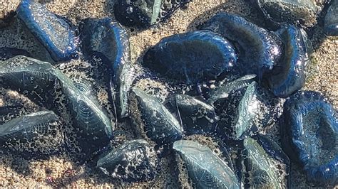 Mysterious purple jelly-like creatures washing ashore in Southern California