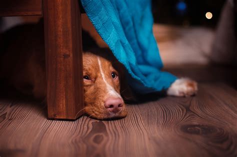 Mystery illness in dogs spreads across US