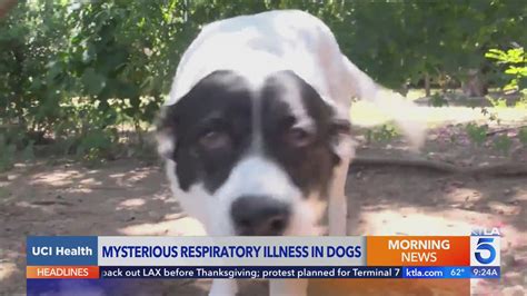 Mystery illness sickens dogs in Los Angeles County: Here’s what you need to know