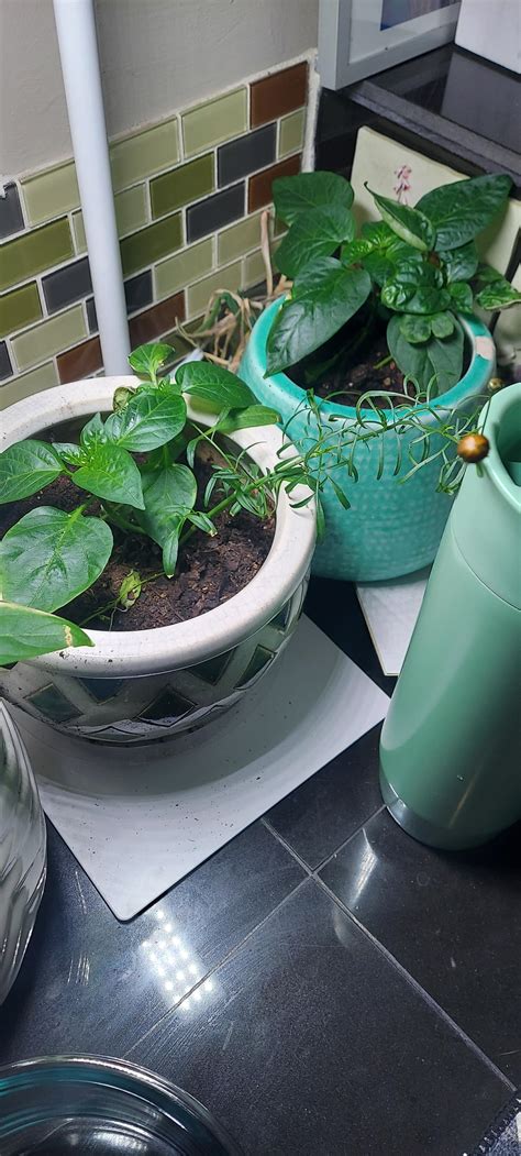 Mystery invader in our pepper plant? : r/plants