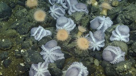 Mystery of California’s octopus garden in ocean’s midnight zone solved by scientists