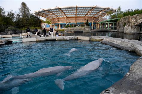 Mystic aquarium. For non-members, advanced tickets are strongly encouraged, as tickets are limited and often sell out. 