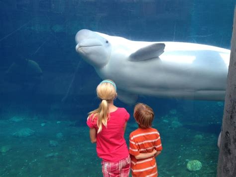 Mystic aquarium coogan boulevard mystic ct. Mystic Aquarium | CTvisit. Travel Mystic Aquarium’s indoor and outdoor exhibits to visit with thousands of creatures including beluga whales, African penguins, rescued … 