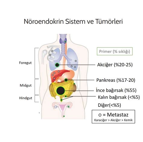 Nöroendokrin tümörler (NET), vücudun nöroendokrin sisteminde hormon üreten endokrin ve sinir hücrelerinde başlar.