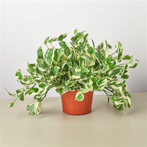 N joy pothos. The 'Beautifall N'Joy Pothos', with its distinct variegation and trailing growth, is an exquisite cultivar of the Epipremnum aureum species. The leaves are heart-shaped, featuring a patchwork of green and white. This plant is a champion at adapting to various indoor environments, ... 
