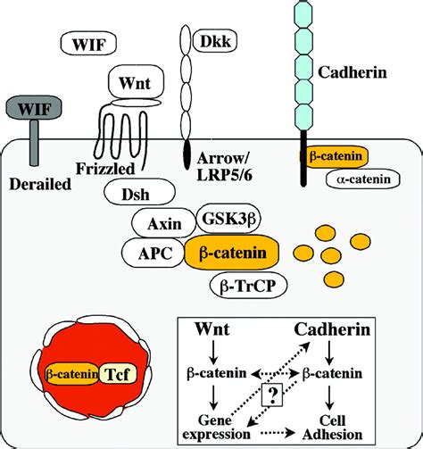 N-Cadherin Stabilizes β-Catenin and Promotes β-Catenin/TCF